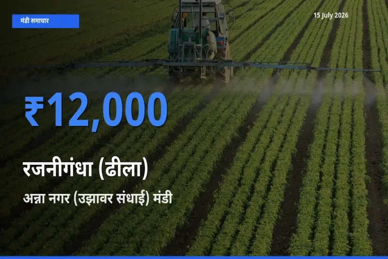 अन्ना नगर (उझावर संधाई) में रजनीगंधा (ढीला) का आज सबसे ऊँचा भाव