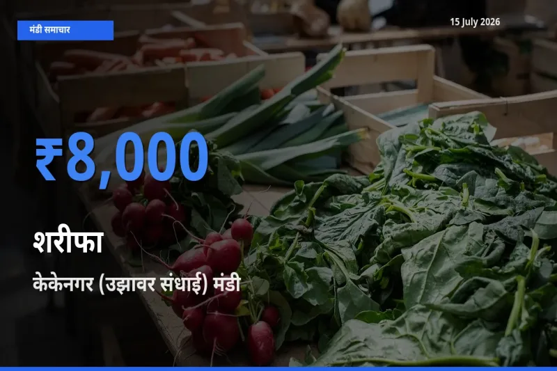 केकेनगर (उझावर संधाई) मंडी में शरीफा ₹8,000 पर पहुँचा – आज का सर्वोच्च भाव
