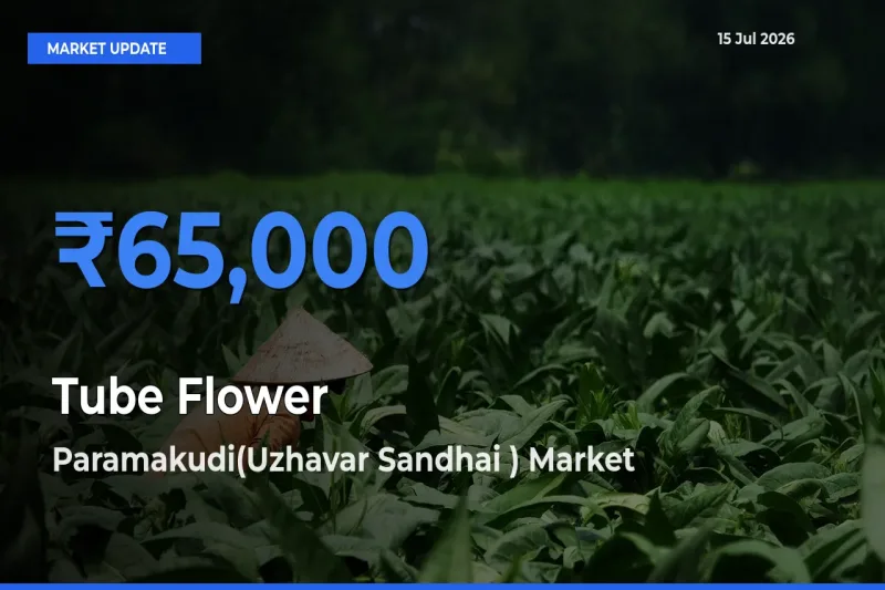 Top Performer! Paramakudi(Uzhavar Sandhai ) Offers Best Tube Flower Price Today