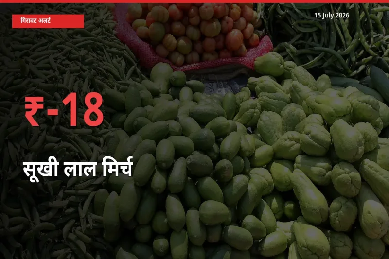 18.14% की गिरावट! मंडी में सूखी लाल मिर्च के दाम अचानक टूटे