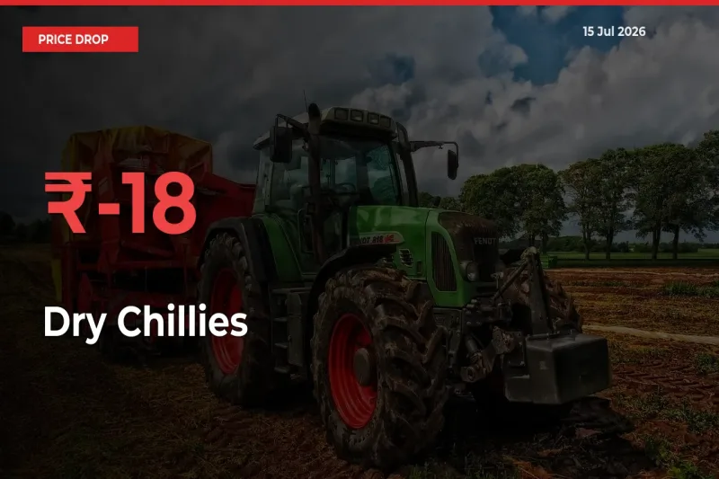 Farmers Alert as Dry Chillies Prices Slide 18.14% in Local Mandis