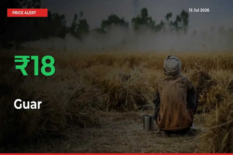 Why Guar Prices Rose 17.53% in a Day at Mandis