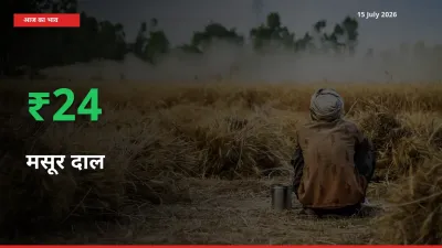 बाज़ार संकेत: मसूर दाल के भाव मंडी में 23.58% ऊपर