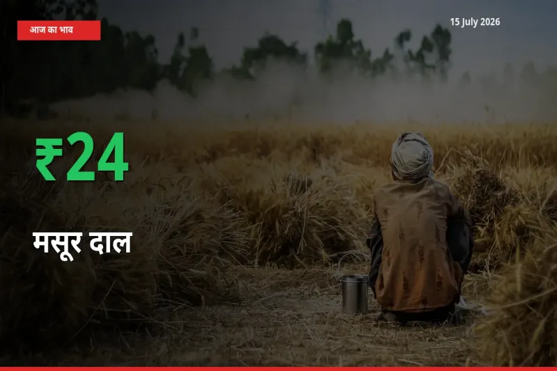 बाज़ार संकेत: मसूर दाल के भाव मंडी में 23.58% ऊपर