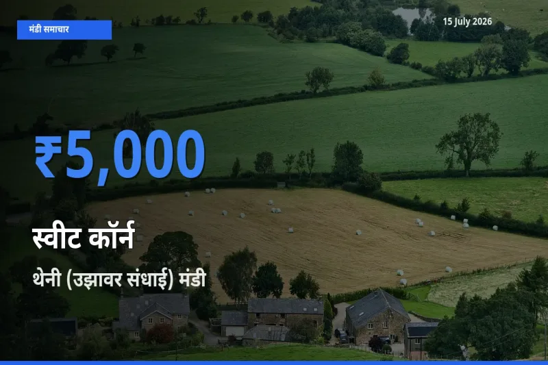 बाज़ार संकेत: थेनी (उझावर संधाई) बना स्वीट कॉर्न के लिए आज की टॉप मंडी