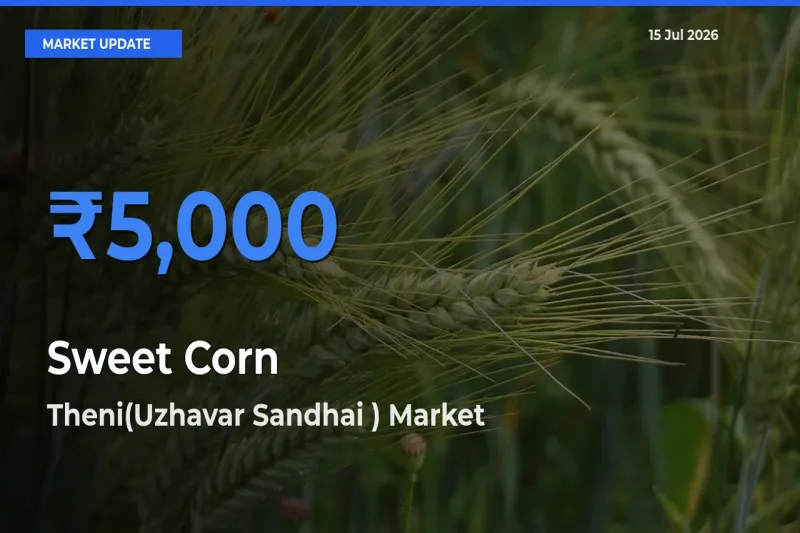 Theni(Uzhavar Sandhai ) Records Highest ₹5,000 Rate for Sweet Corn