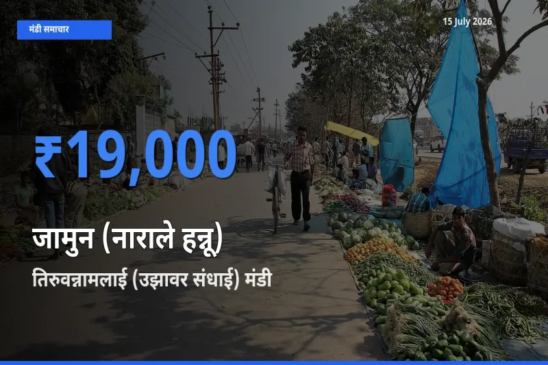 तिरुवन्नामलाई (उझावर संधाई) मंडी में जामुन (नाराले हन्नू) ₹19,000 पर पहुँचा – आज का सर्वोच्च भाव