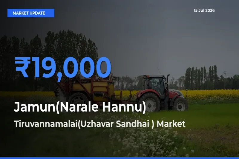 Jamun(Narale Hannu) Mandi Rate Today: Tiruvannamalai(Uzhavar Sandhai ) Tops the List