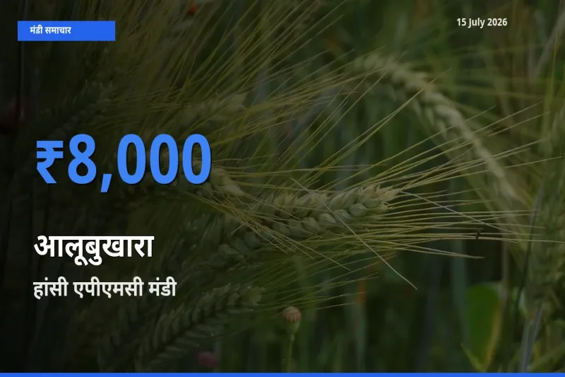 टॉप मंडी बना हांसी एपीएमसी! आलूबुखारा के सबसे ऊँचे दाम यहीं दर्ज