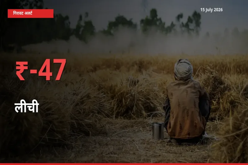 स्थानीय मंडी में लीची के दाम अचानक 46.95% गिरे, किसानों की चिंता बढ़ी