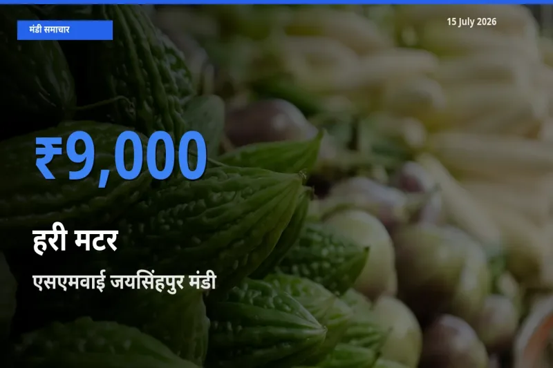 आज हरी मटर के सबसे ज़्यादा दाम एसएमवाई जयसिंहपुर मंडी में दर्ज