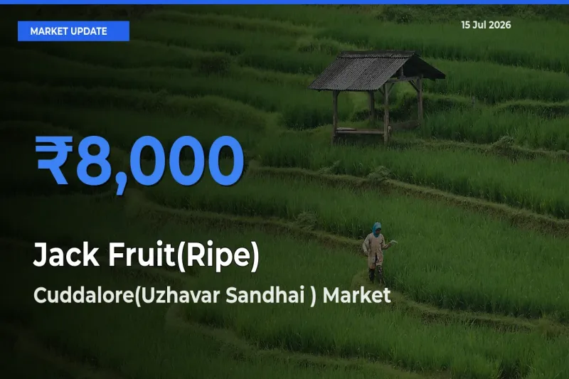 Cuddalore(Uzhavar Sandhai ) Offers ₹8,000 – Highest Jack Fruit(Ripe) Rate Today