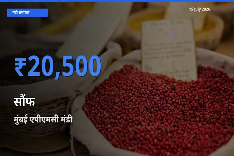 मुंबई एपीएमसी मंडी में सौंफ ₹20,500 पर पहुँचा – आज का सर्वोच्च भाव