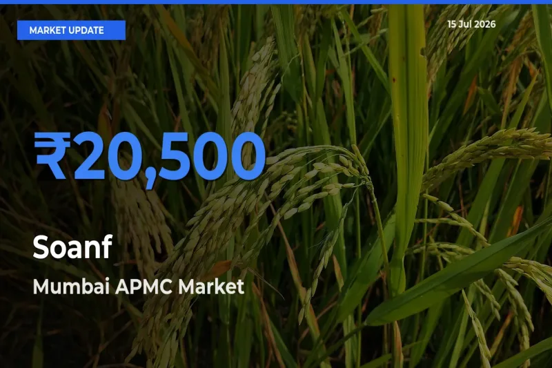 Farmers Prefer Mumbai APMC as Soanf Hits Highest Rate