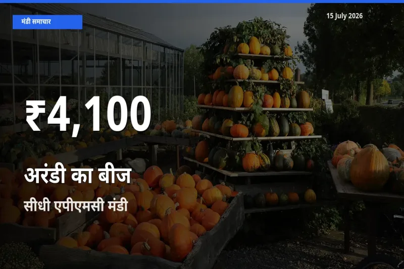 अरंडी का बीज के दामों में गिरावट, सीधी एपीएमसी में 30 दिन का न्यूनतम भाव