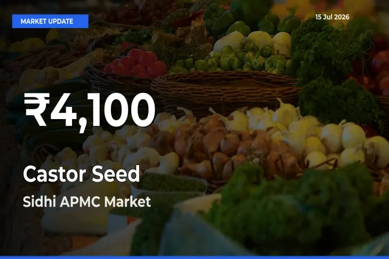 Farmers Concerned as Castor Seed Hits 30-Day Low in Sidhi APMC
