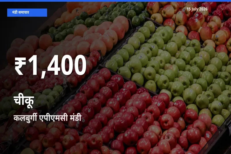 चीकू के दामों में गिरावट, कलबुर्गी एपीएमसी में 30 दिन का न्यूनतम भाव