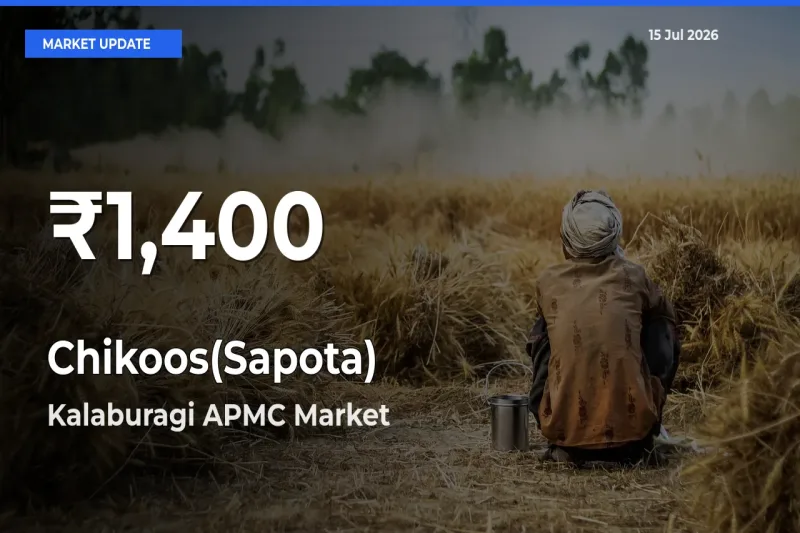 Chikoos(Sapota) Mandi Rate Today: 30-Day Low Recorded in Kalaburagi APMC