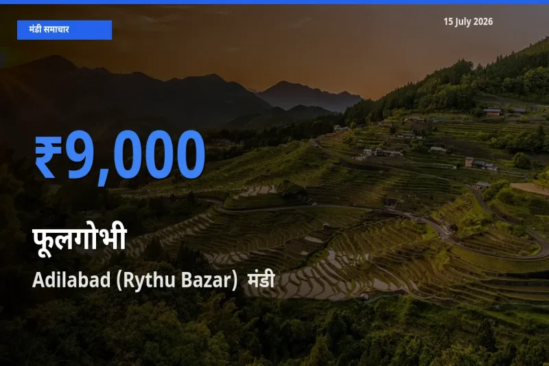 Adilabad (Rythu Bazar)  मंडी में फूलगोभी ₹9,000 पर पहुँचा – आज का सर्वोच्च भाव