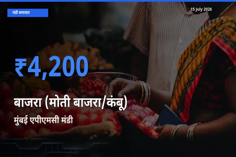 मुंबई एपीएमसी मंडी में आज बाजरा (मोती बाजरा/कंबू) के सबसे ऊँचे दाम दर्ज