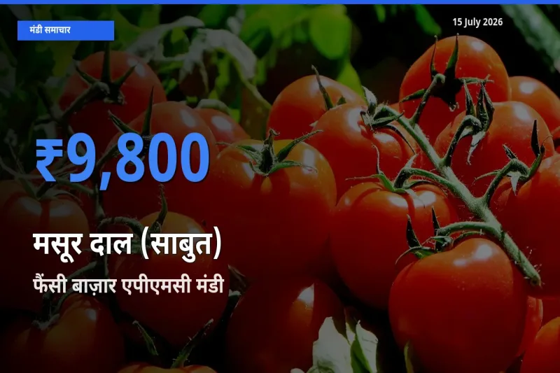 फैंसी बाज़ार एपीएमसी मंडी में मसूर दाल (साबुत) ₹9,800 पर पहुँचा – आज का सर्वोच्च भाव