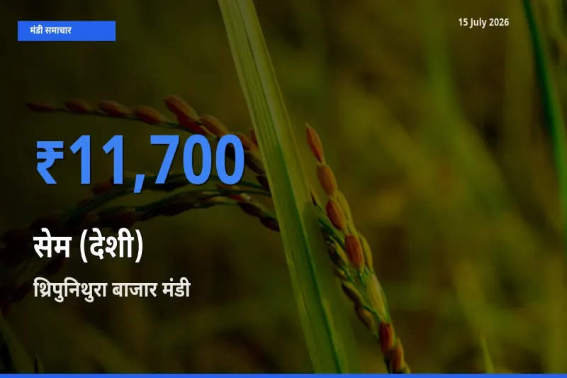 किसानों की पसंद बना थ्रिपुनिथुरा बाजार, सेम (देशी) के सबसे अच्छे दाम