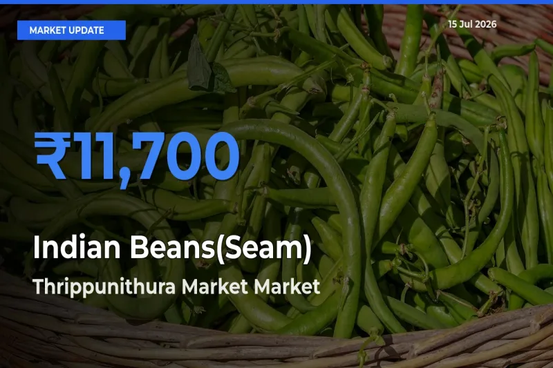 Farmers Prefer Thrippunithura Market as Indian Beans(Seam) Hits Highest Rate