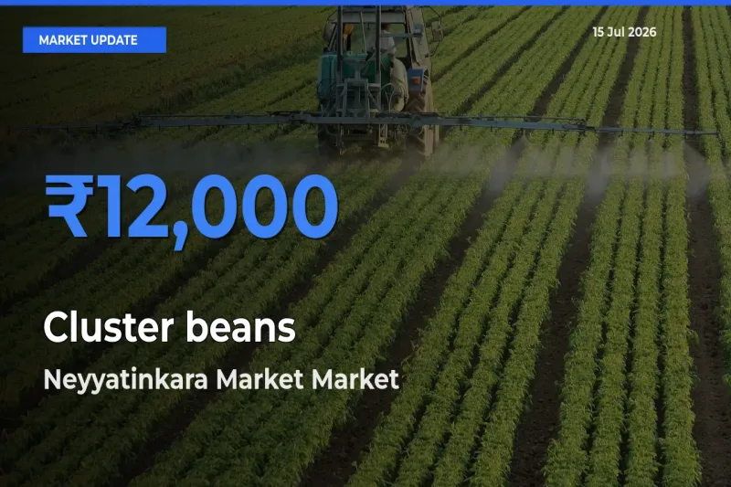 Neyyatinkara Market Emerges as Top Mandi for Cluster beans Prices Today
