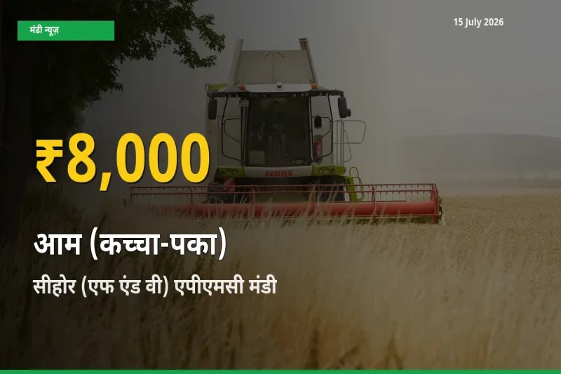 30 दिनों में सबसे ऊँचे स्तर पर आम (कच्चा-पका) के दाम, सीहोर (एफ एंड वी) एपीएमसी में उछाल