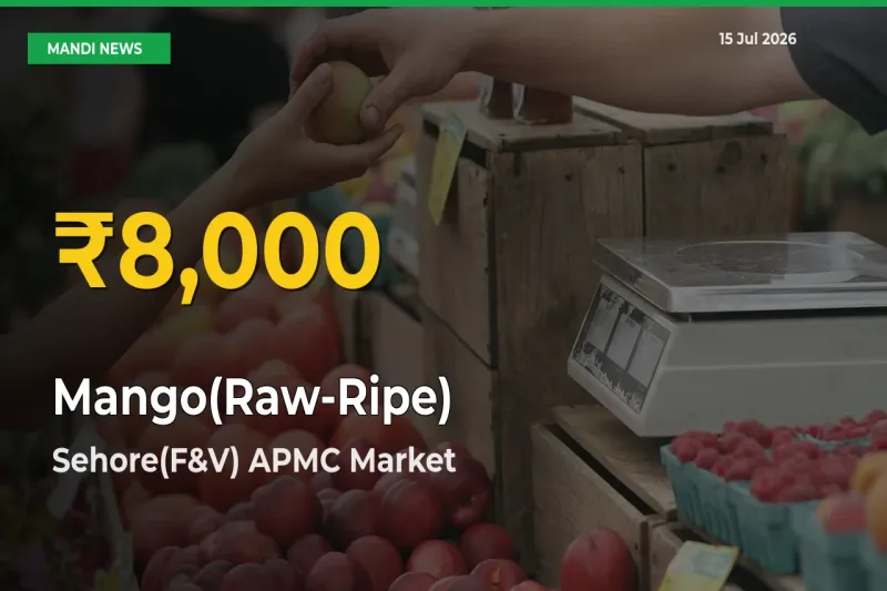 Fresh Record! Mango(Raw-Ripe) Price Climbs to New High in Sehore(F&V) APMC