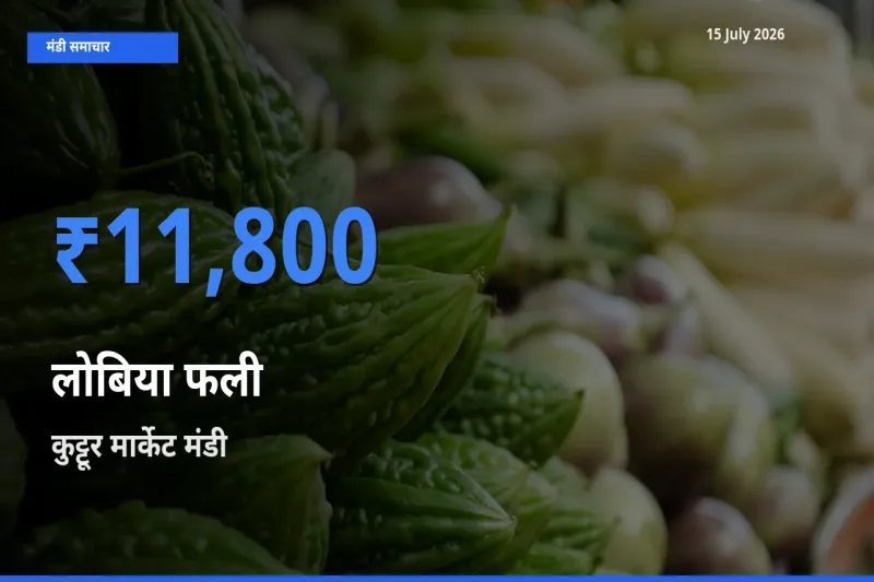 आज का मंडी भाव: लोबिया फली के सबसे ज़्यादा दाम कुट्टूर मार्केट में