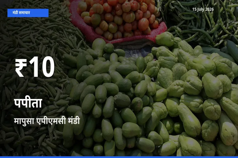 15 July अपडेट: पपीता के दाम 30 दिन के न्यूनतम स्तर पर, मापुसा एपीएमसी