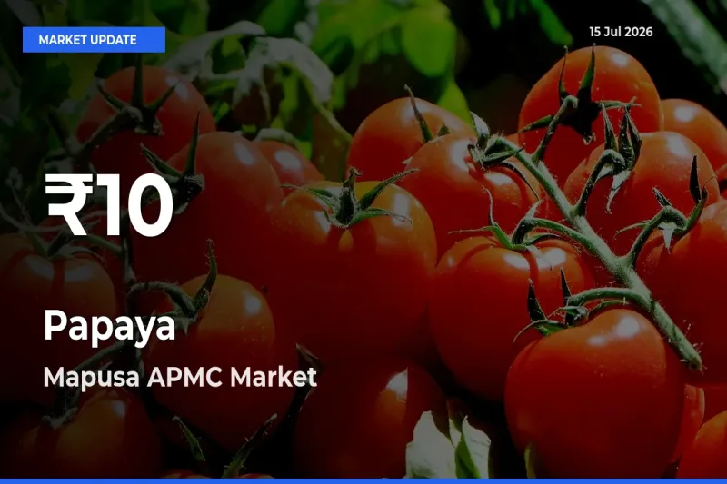 Papaya Mandi Rate Today: 30-Day Low Recorded in Mapusa APMC