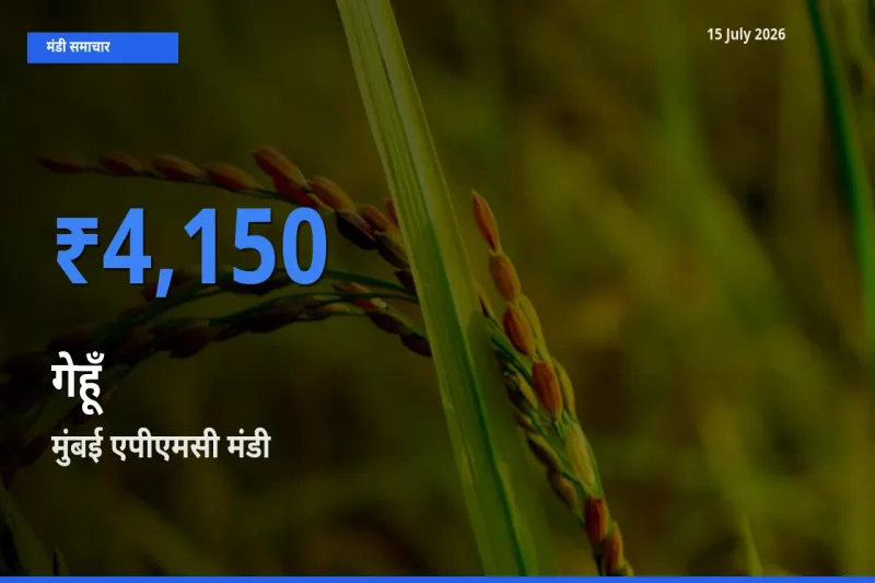 मुंबई एपीएमसी मंडी में गेहूँ ₹4,150 पर पहुँचा – आज का सर्वोच्च भाव