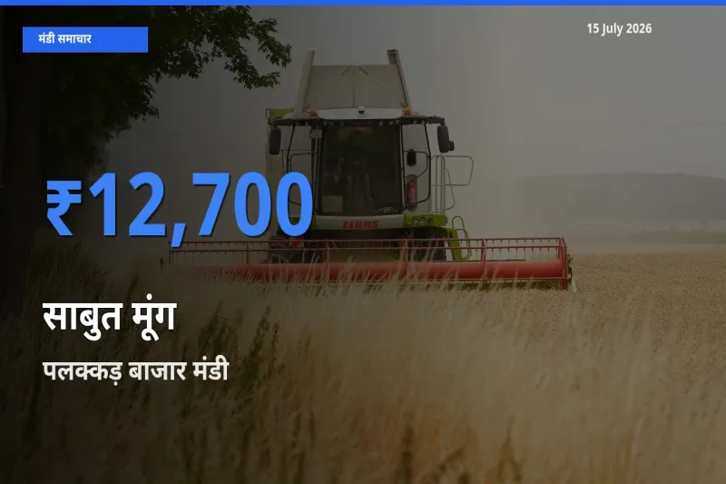 टॉप मंडी बना पलक्कड़ बाजार! साबुत मूंग के सबसे ऊँचे दाम यहीं दर्ज