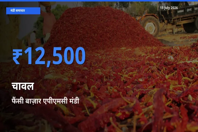 फैंसी बाज़ार एपीएमसी मंडी में आज चावल के सबसे ऊँचे दाम दर्ज