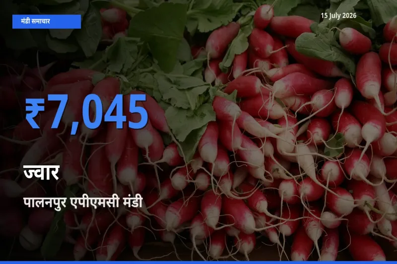 किसानों की पसंद बना पालनपुर एपीएमसी, ज्वार के सबसे अच्छे दाम