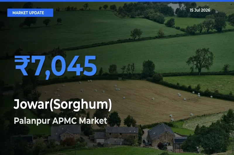 Market Watch: Palanpur APMC Becomes Top Mandi for Jowar(Sorghum)
