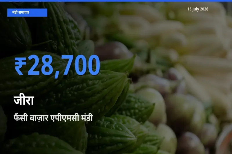 आज जीरा के सबसे ज़्यादा दाम फैंसी बाज़ार एपीएमसी मंडी में दर्ज