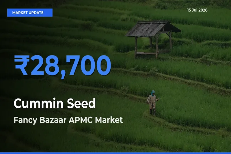 Fancy Bazaar APMC Tops Cummin Seed Mandi Rates Today
