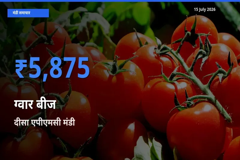 आज का मंडी भाव: ग्वार बीज के सबसे ज़्यादा दाम दीसा एपीएमसी में