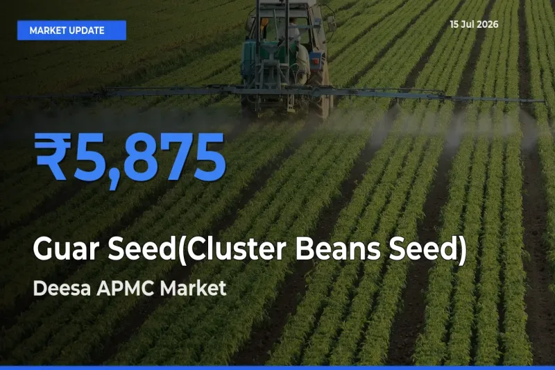 Market Watch: Deesa APMC Becomes Top Mandi for Guar Seed(Cluster Beans Seed)