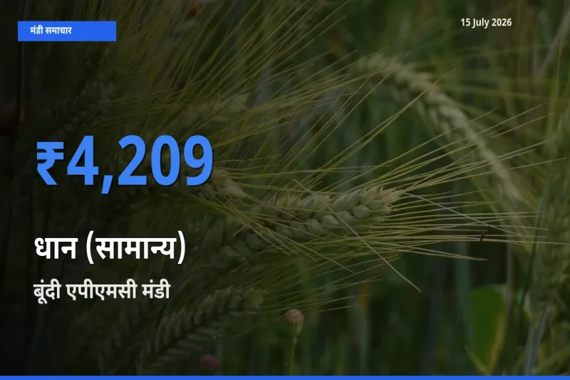 आज का मंडी भाव: धान (सामान्य) के सबसे ज़्यादा दाम बूंदी एपीएमसी में