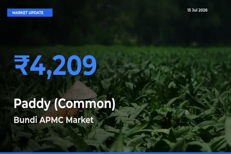 Paddy (Common) Mandi Rate Today: Bundi APMC Tops the List