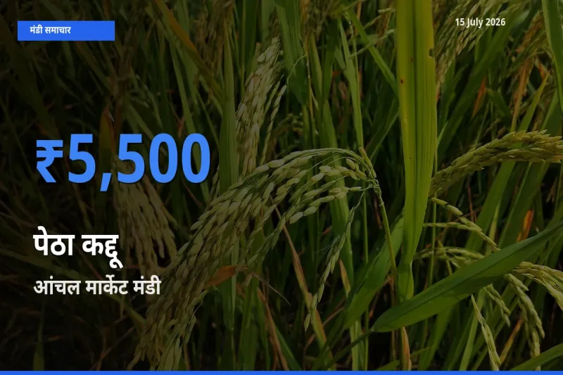 आज पेठा कद्दू के सबसे ज़्यादा दाम आंचल मार्केट मंडी में दर्ज