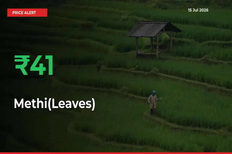 Why Methi(Leaves) Prices Rose 40.84% in a Day at Mandis