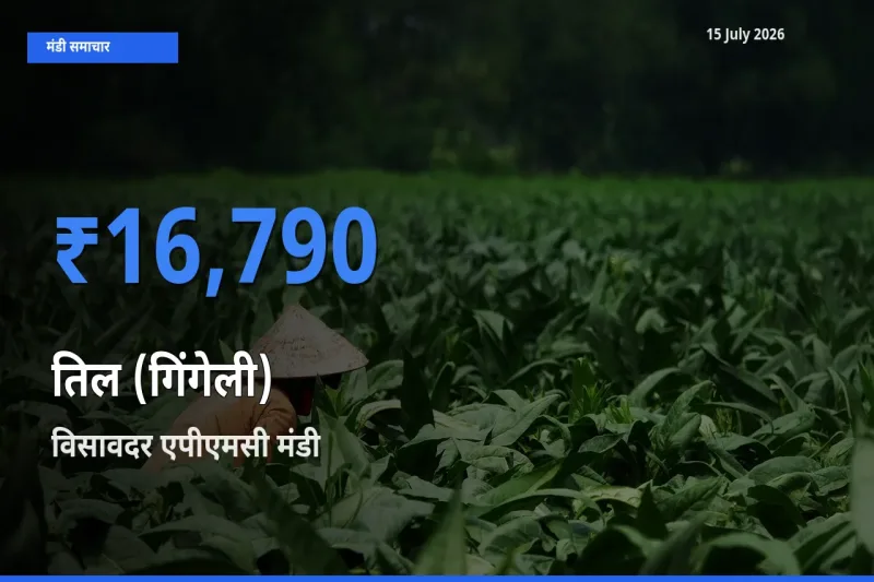 आज तिल (गिंगेली) के सबसे ज़्यादा दाम विसावदर एपीएमसी मंडी में दर्ज