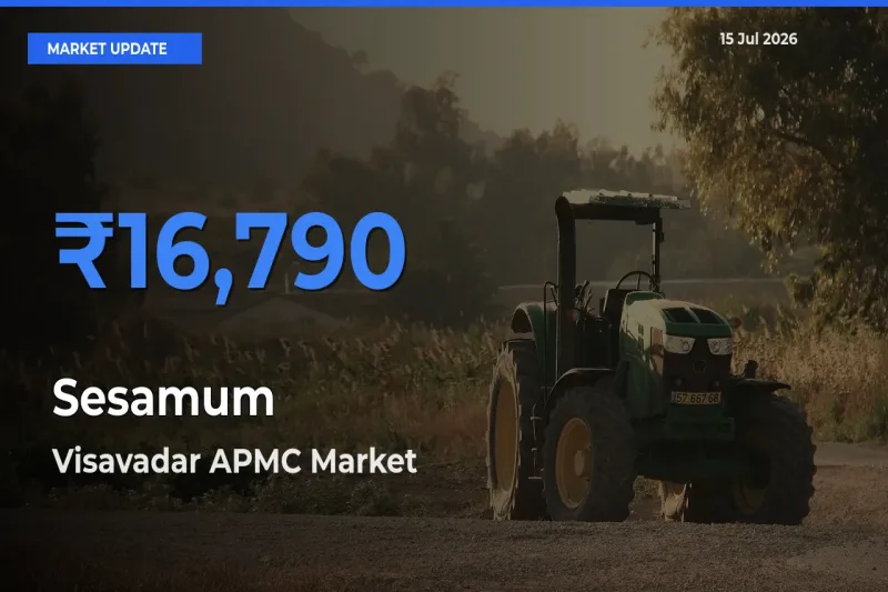 Sesamum Mandi Rate Today: Visavadar APMC Tops the List