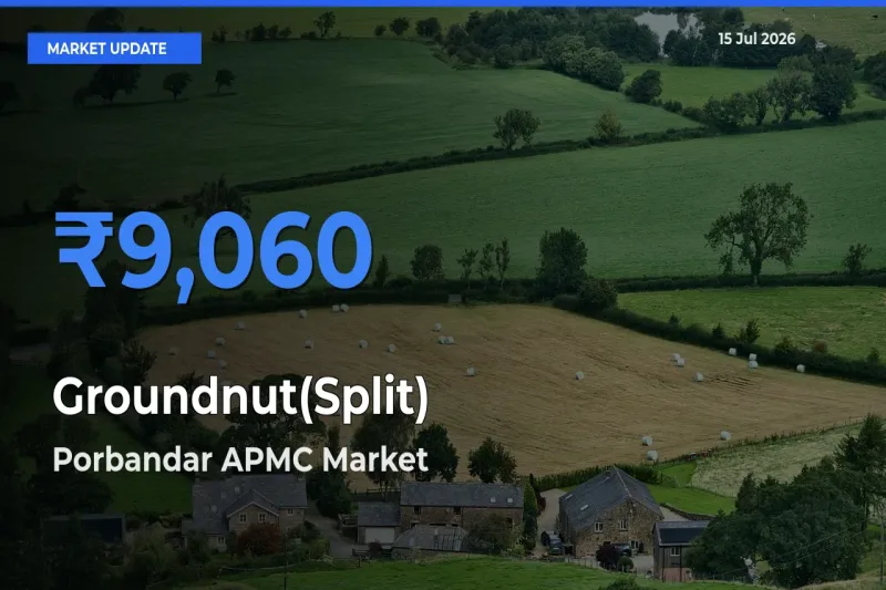 Porbandar APMC Offers ₹9,060 – Highest Groundnut(Split) Rate Today