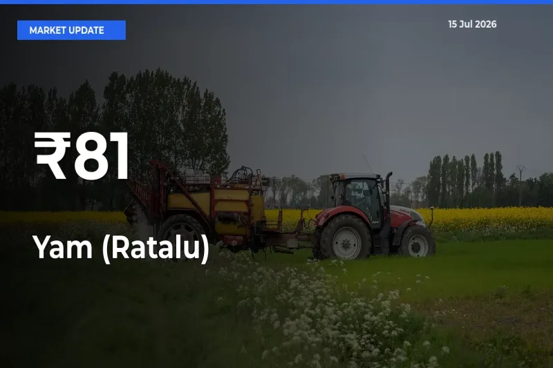 Yam (Ratalu) Rates Show Broad Movement Across 81+ Mandis